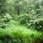 Kili – Start of the climb to Umbwe caves