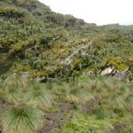 Rwenzoris – Day 8 Kitandara Hut to Guy Yeoman Hut (3505m)