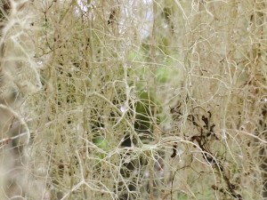 Bearded lichen