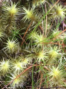 Major close up of green cool moss