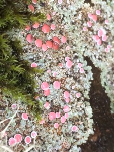 Pink Lychen
